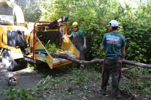 tree services Taylor Creek